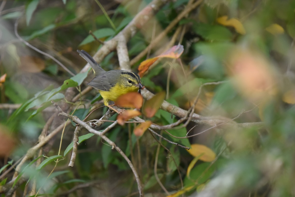 Golden-crowned Warbler - ML83792971