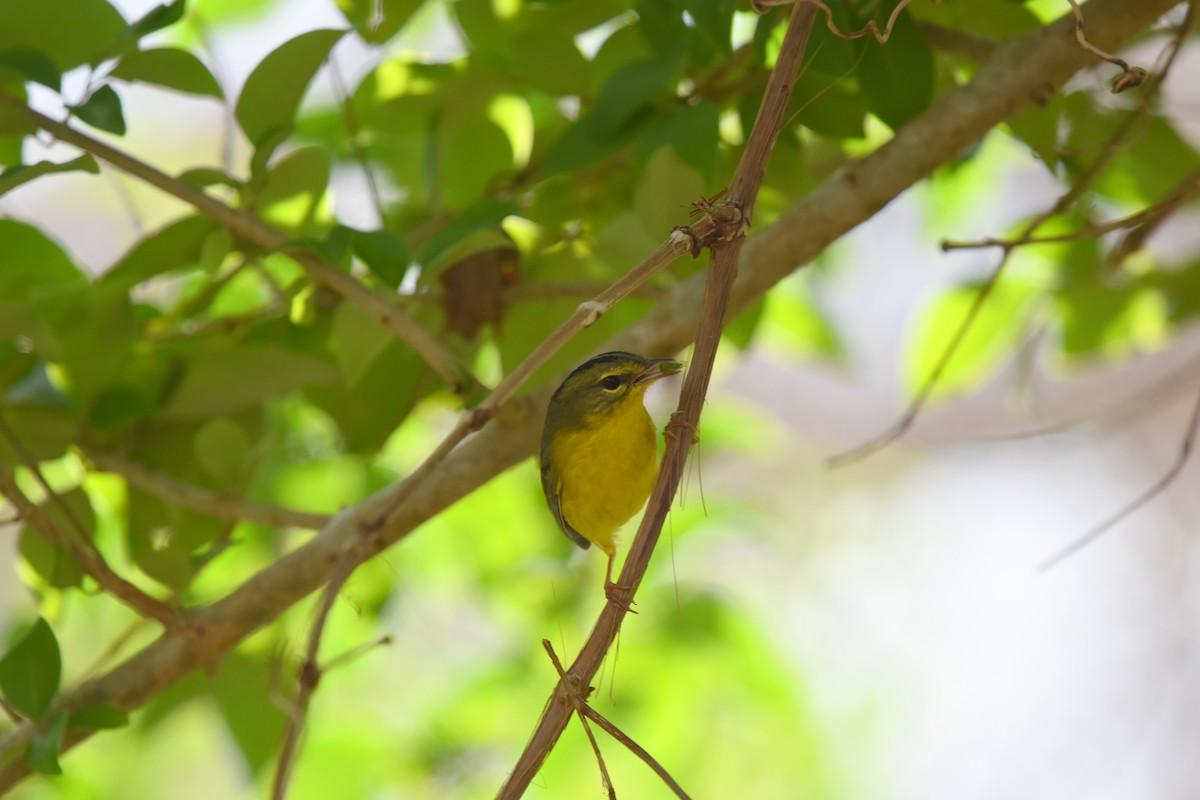 Golden-crowned Warbler - ML83792991