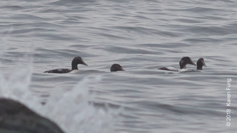 King Eider - Karen Fung