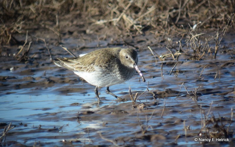 Dunlin - Nancy Hetrick