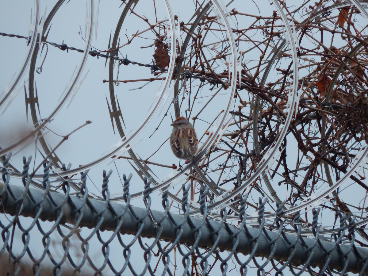 American Tree Sparrow - ML83794881