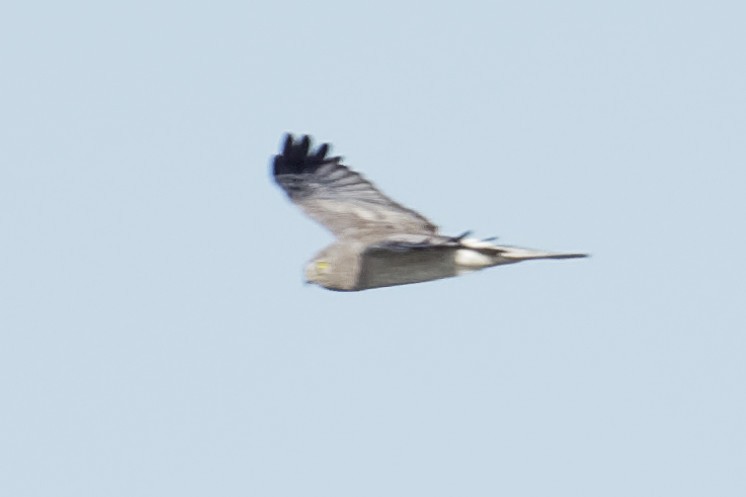 Northern Harrier - Dina Perry