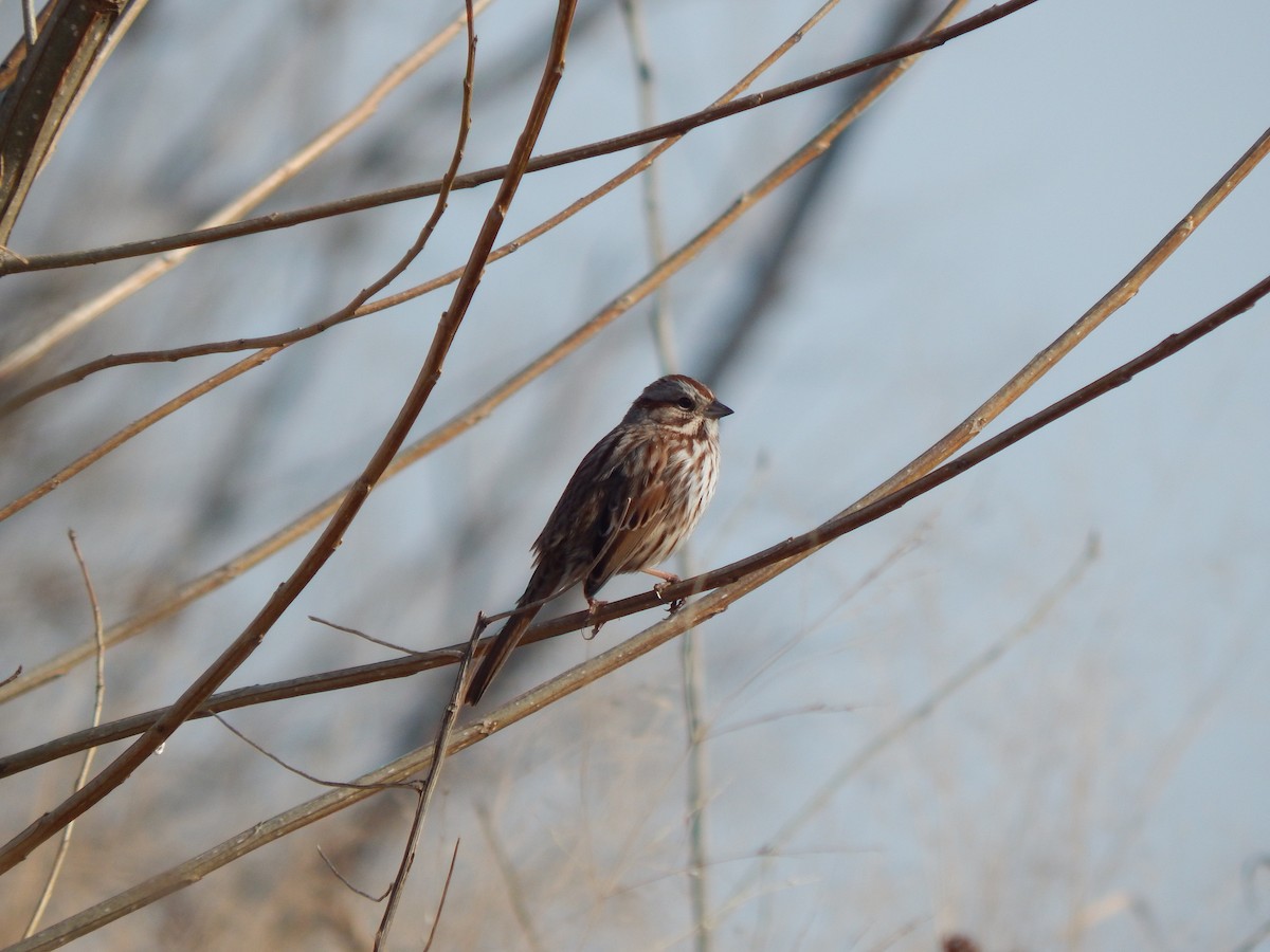 Song Sparrow - ML83795621