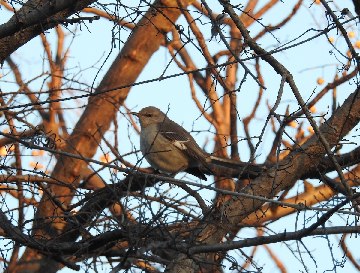 Northern Mockingbird - ML83797361