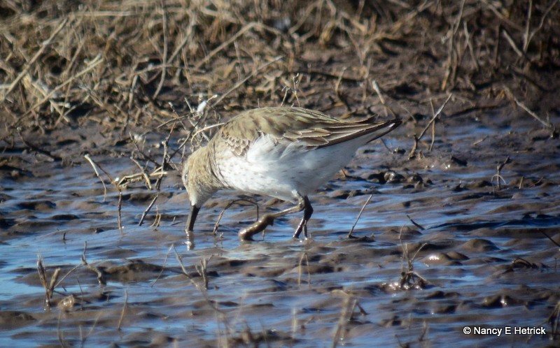 Dunlin - Nancy Hetrick