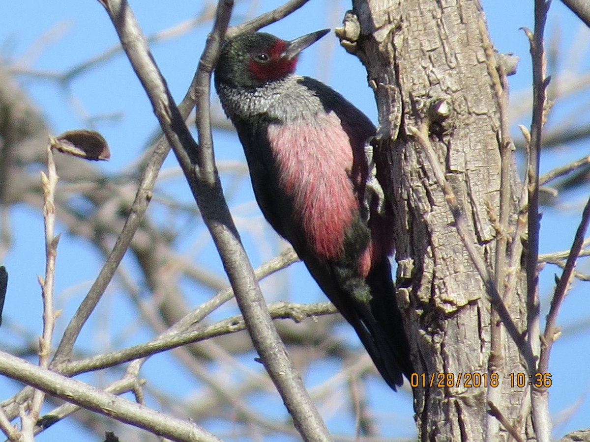 Lewis's Woodpecker - ML83799461