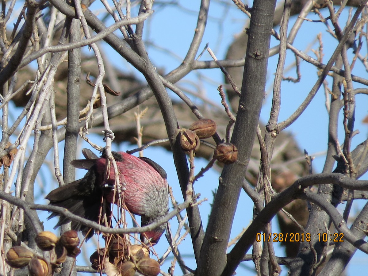 Lewis's Woodpecker - ML83799531