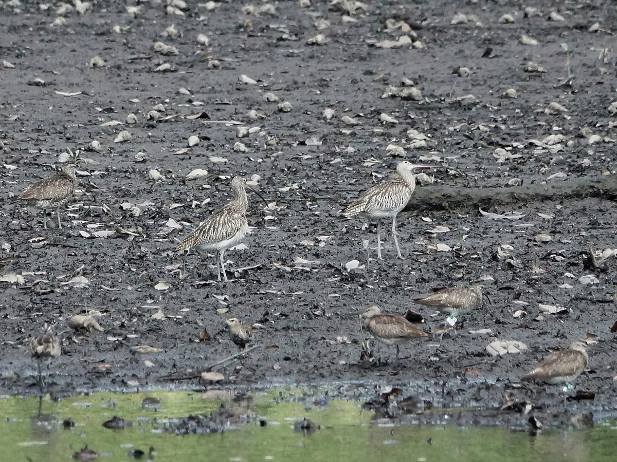 Eurasian Curlew - ML83799961