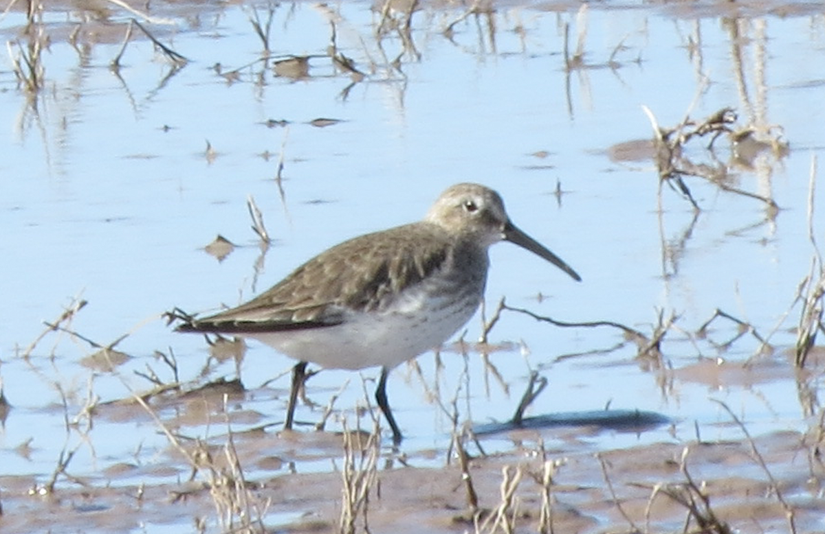 Dunlin - Michael Shoop