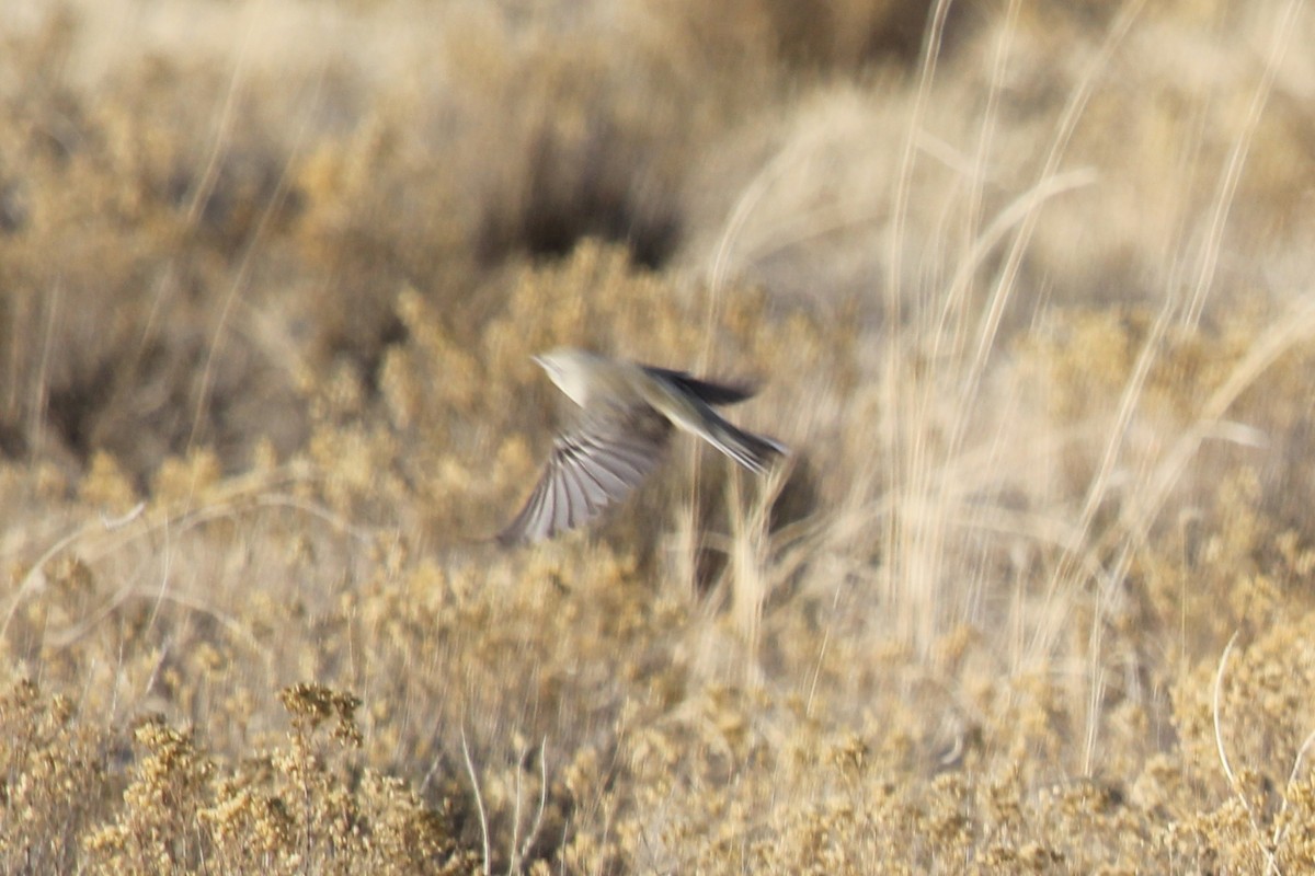 Pine Warbler - Nicholas Pederson