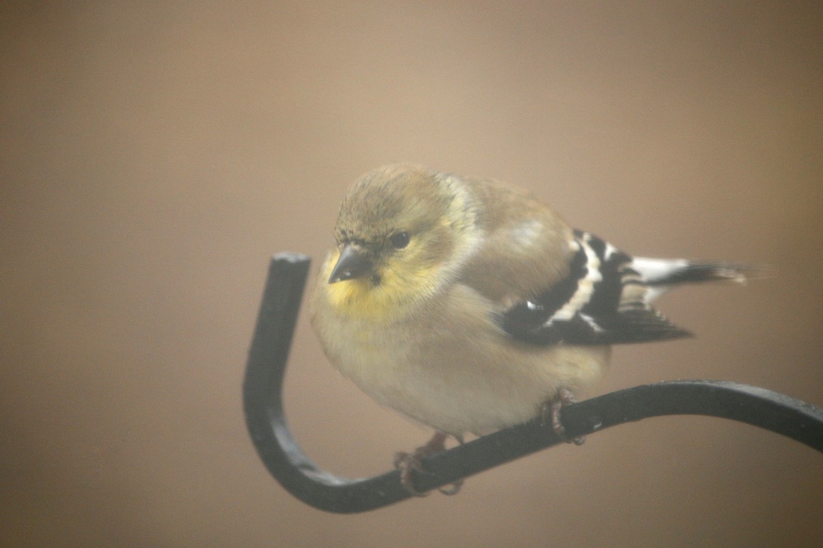 American Goldfinch - ML83801551