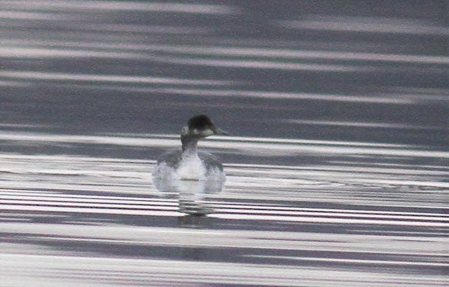 Eared Grebe - ML83802191