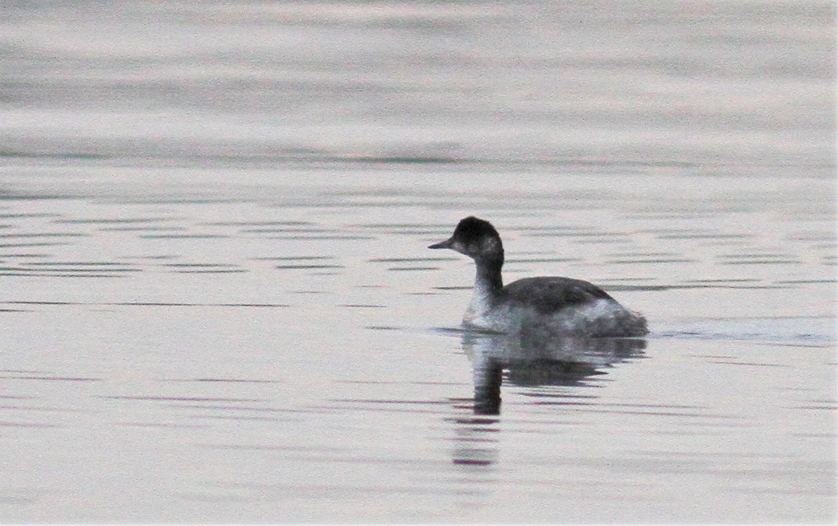 Eared Grebe - ML83802221