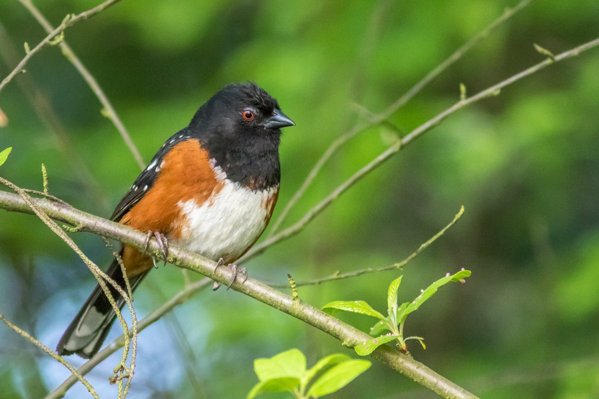 Spotted Towhee - ML83802751