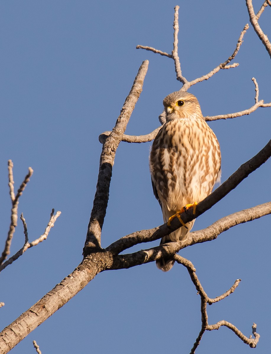 dřemlík tundrový (ssp. richardsonii) - ML83803141