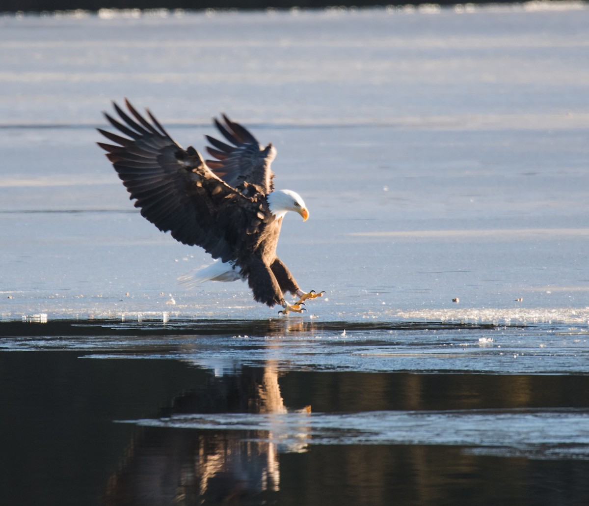 Bald Eagle - ML83805591