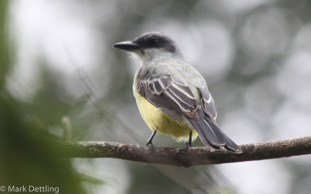 Snowy-throated Kingbird - ML83805891