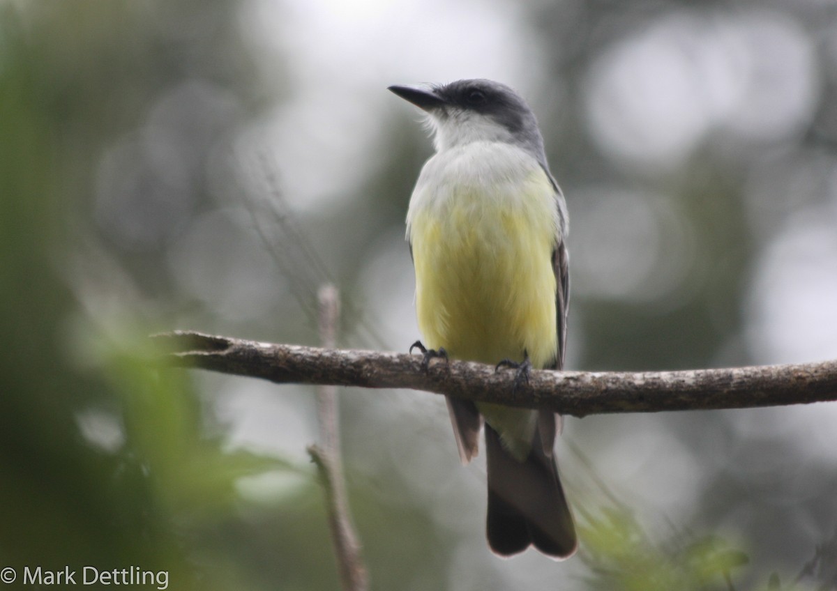 Snowy-throated Kingbird - ML83805991