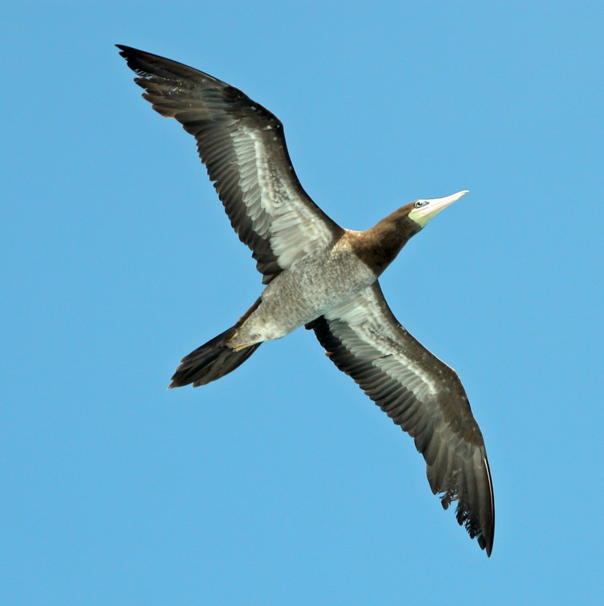 Brown Booby - Dale Pate