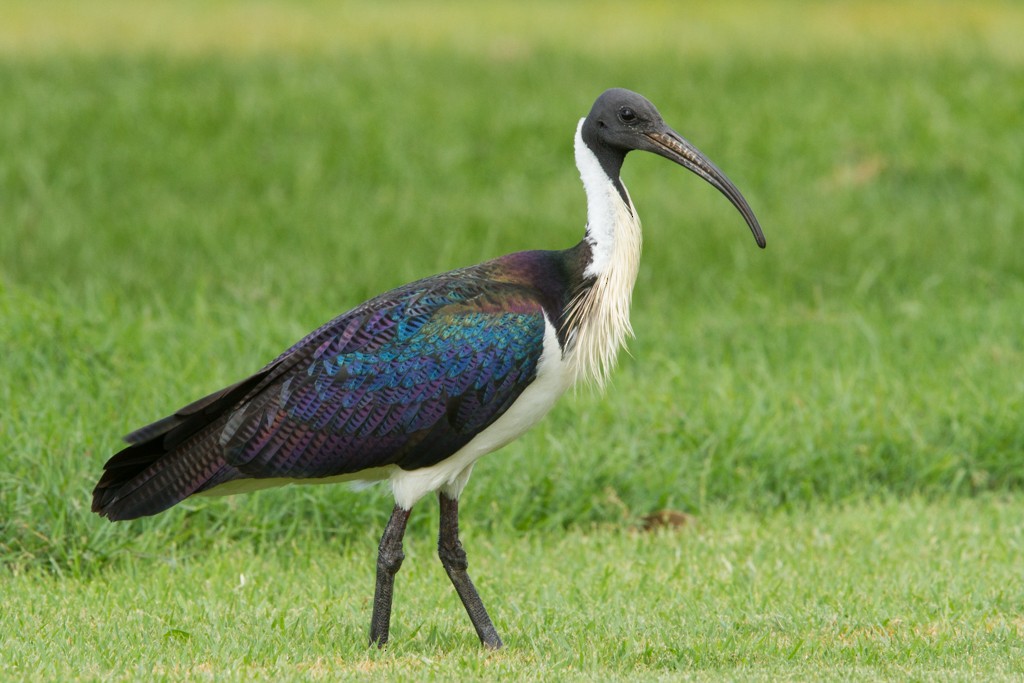 ibis slámokrký - ML83806441