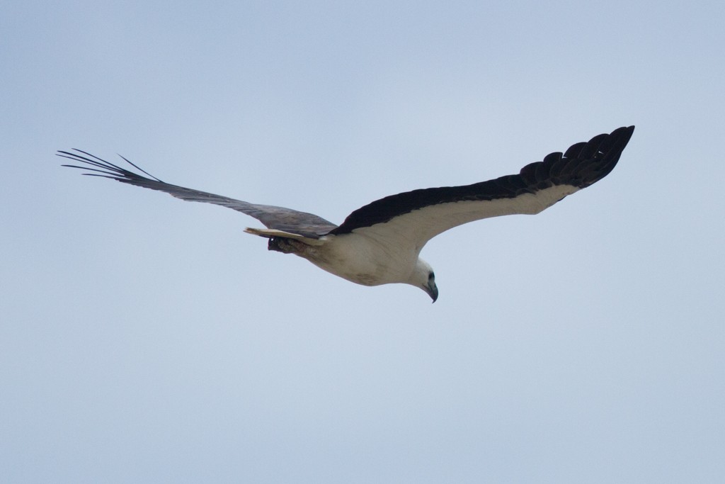 White-bellied Sea-Eagle - ML83806461