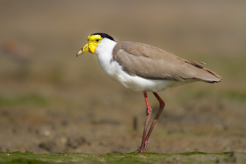 Masked Lapwing - ML83806501