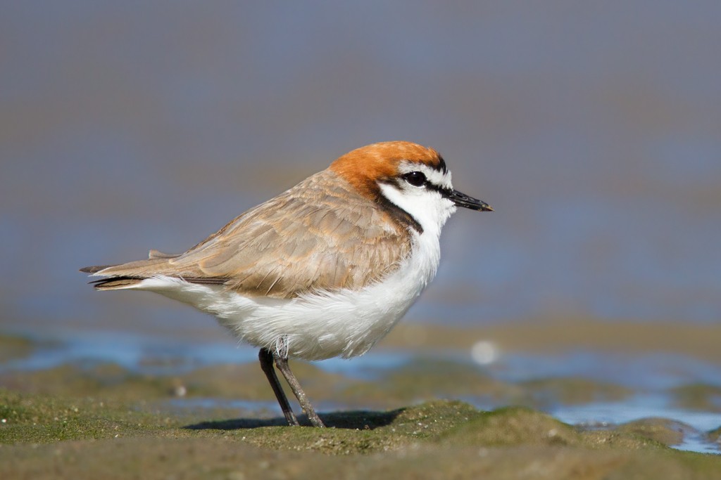 Pluvier à tête rousse - ML83806541