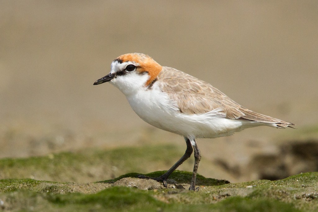 Red-capped Plover - Ilya Povalyaev