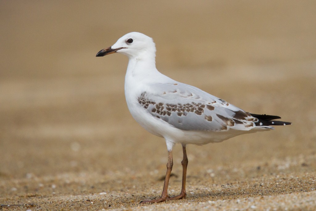 Mouette argentée (novaehollandiae/forsteri) - ML83806781