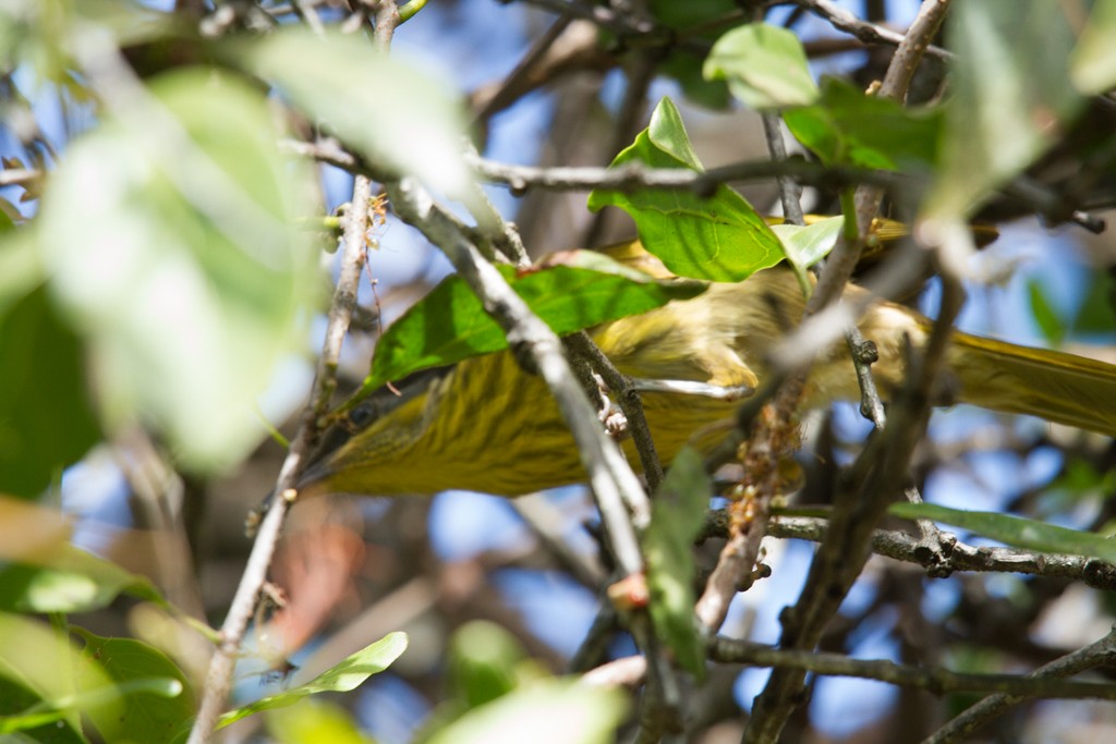 Varied Honeyeater - Ilya Povalyaev