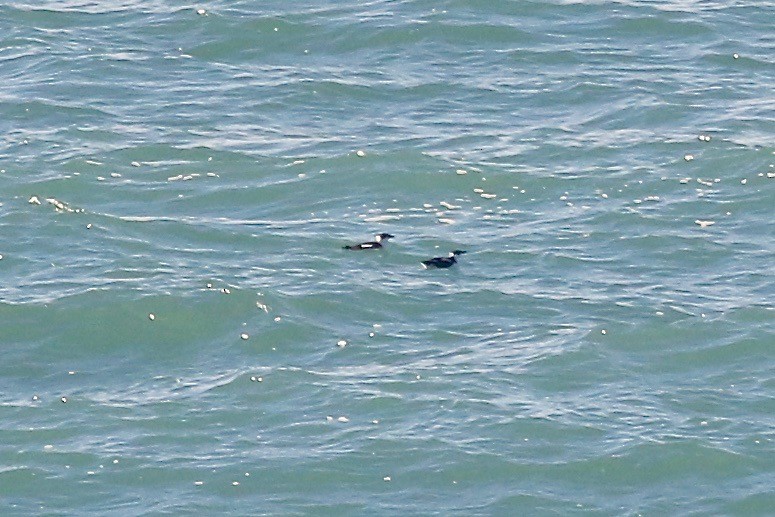 Marbled Murrelet - ML83807391