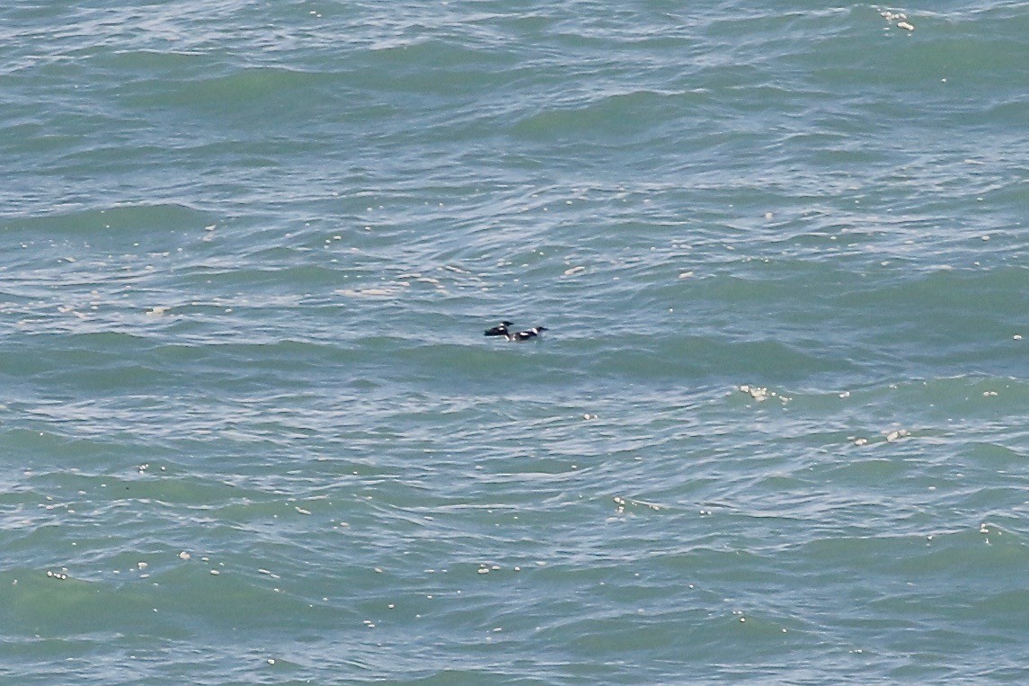 Marbled Murrelet - ML83807401