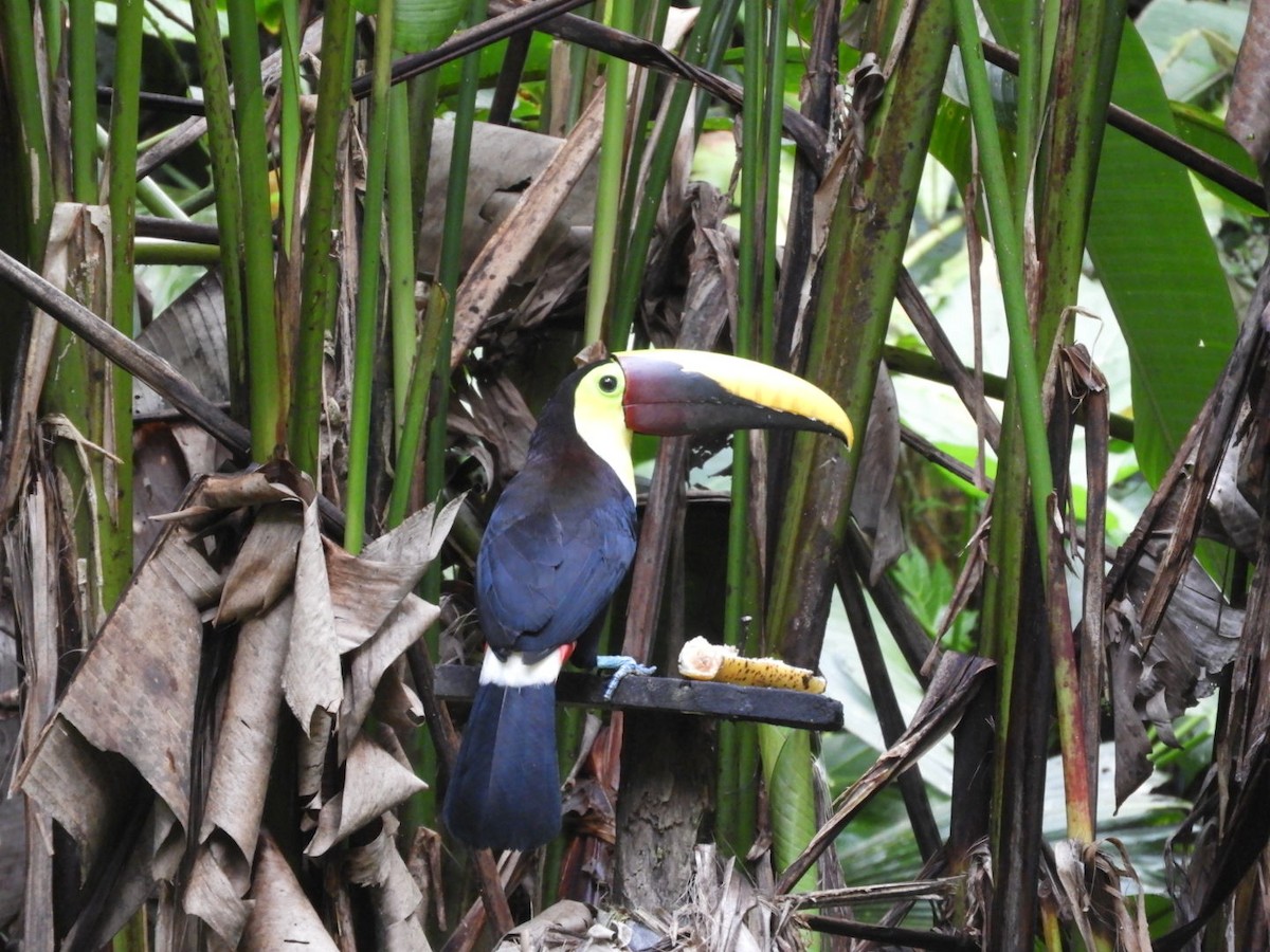 Yellow-throated Toucan - ML83808751