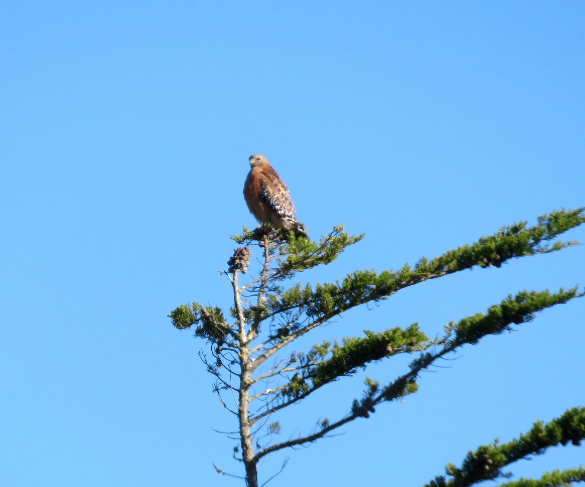 Red-shouldered Hawk - Robin Winning