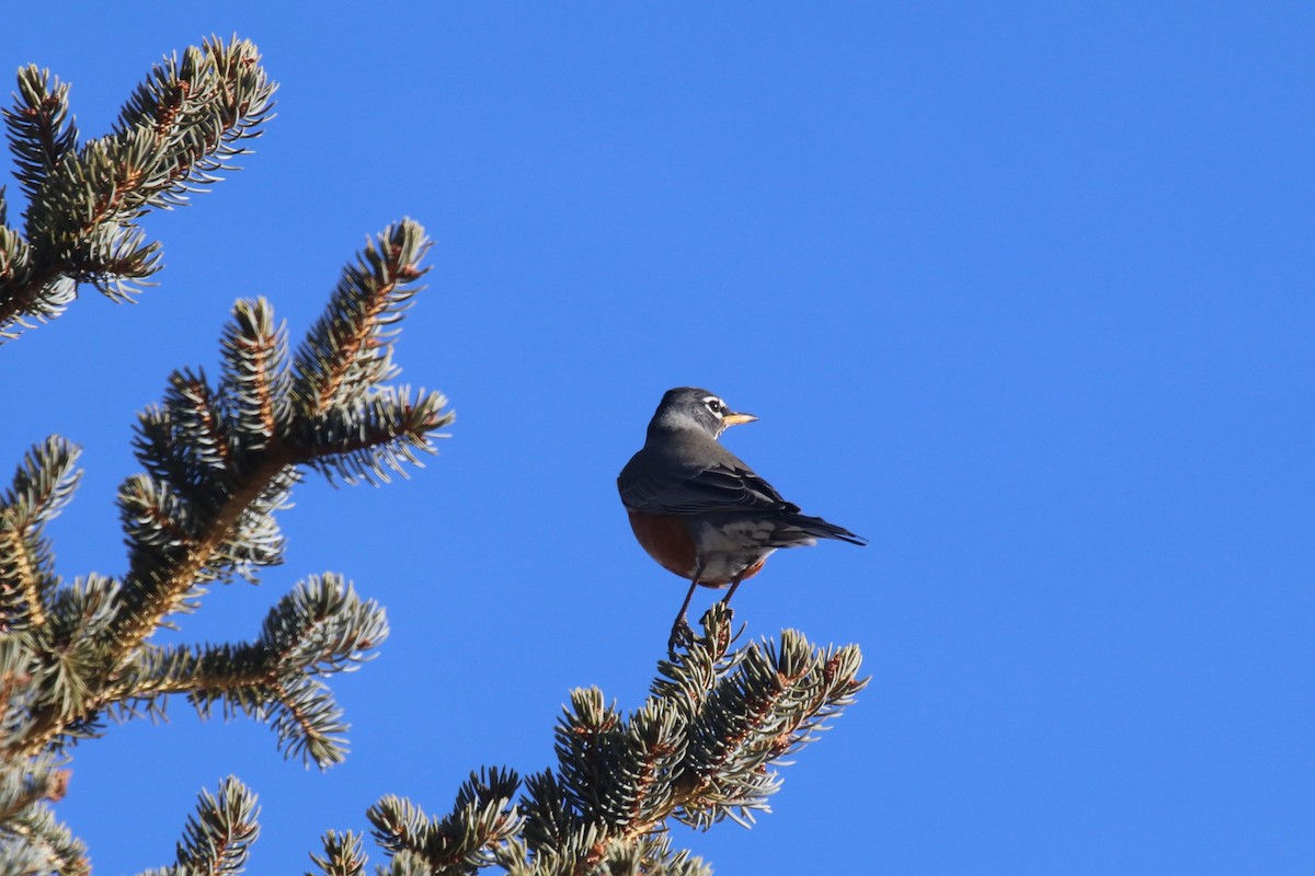 American Robin - ML83810361