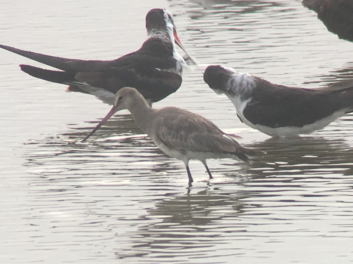 Hudsonian Godwit - ML83812041