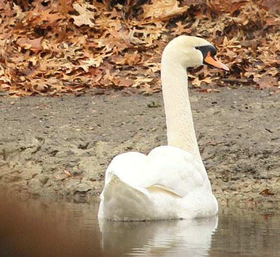 Mute Swan - sicloot