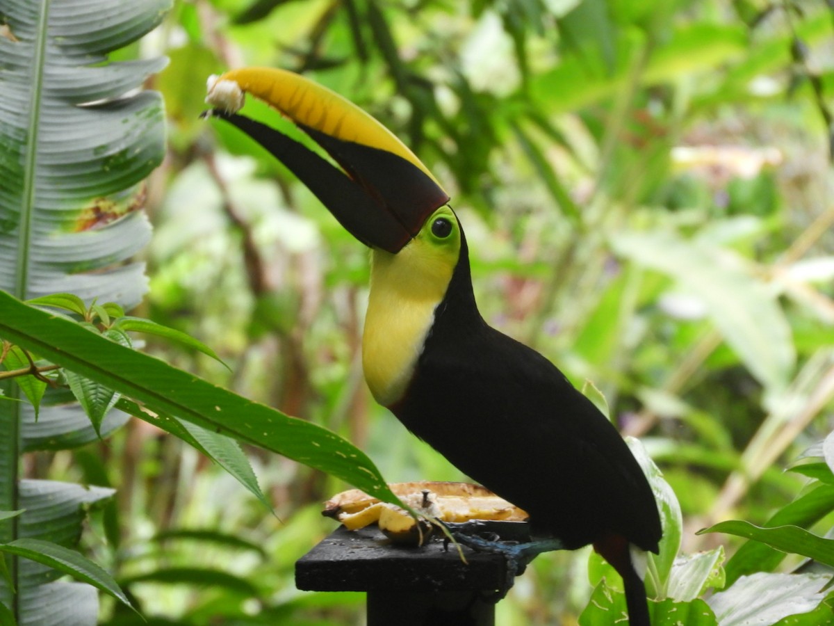 Yellow-throated Toucan (Chestnut-mandibled) - ML83812131