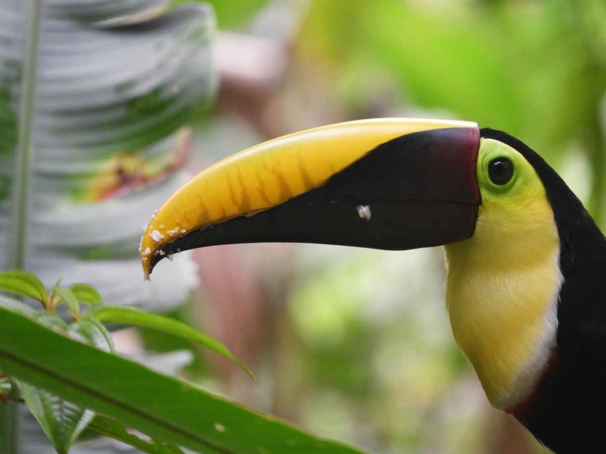 Yellow-throated Toucan (Chestnut-mandibled) - ML83812161