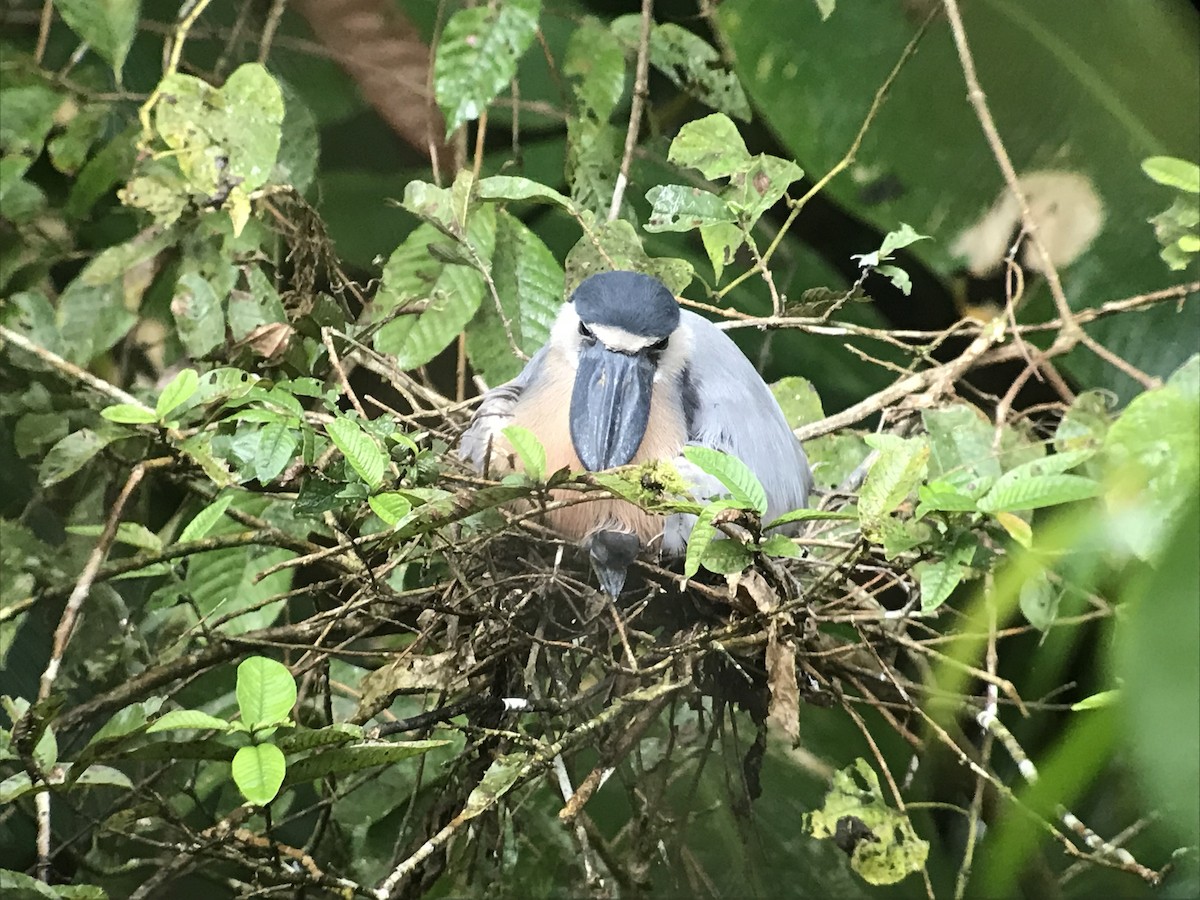 Boat-billed Heron - Mark Stevens