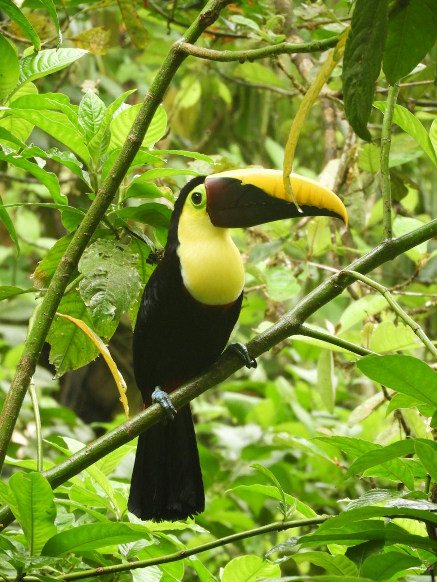 Yellow-throated Toucan (Chestnut-mandibled) - ML83813501