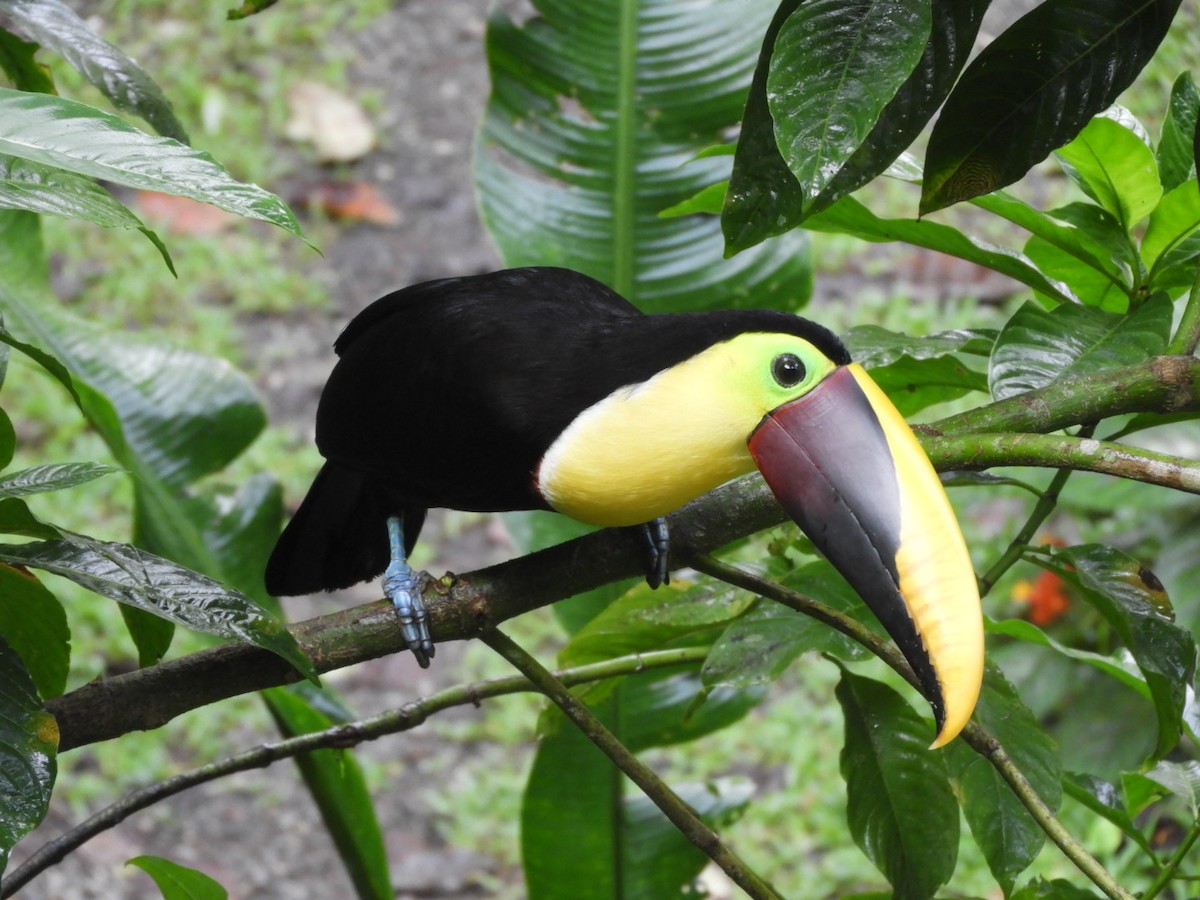 Yellow-throated Toucan (Chestnut-mandibled) - ML83813521