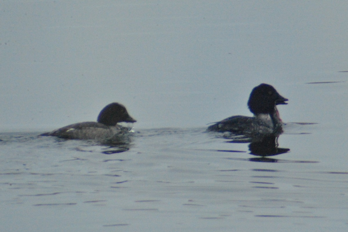 Common Goldeneye - Sean Cozart