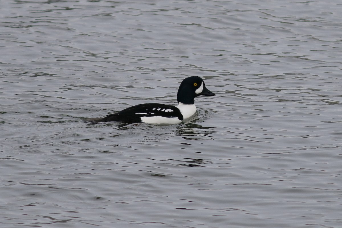 Barrow's Goldeneye - ML83815761