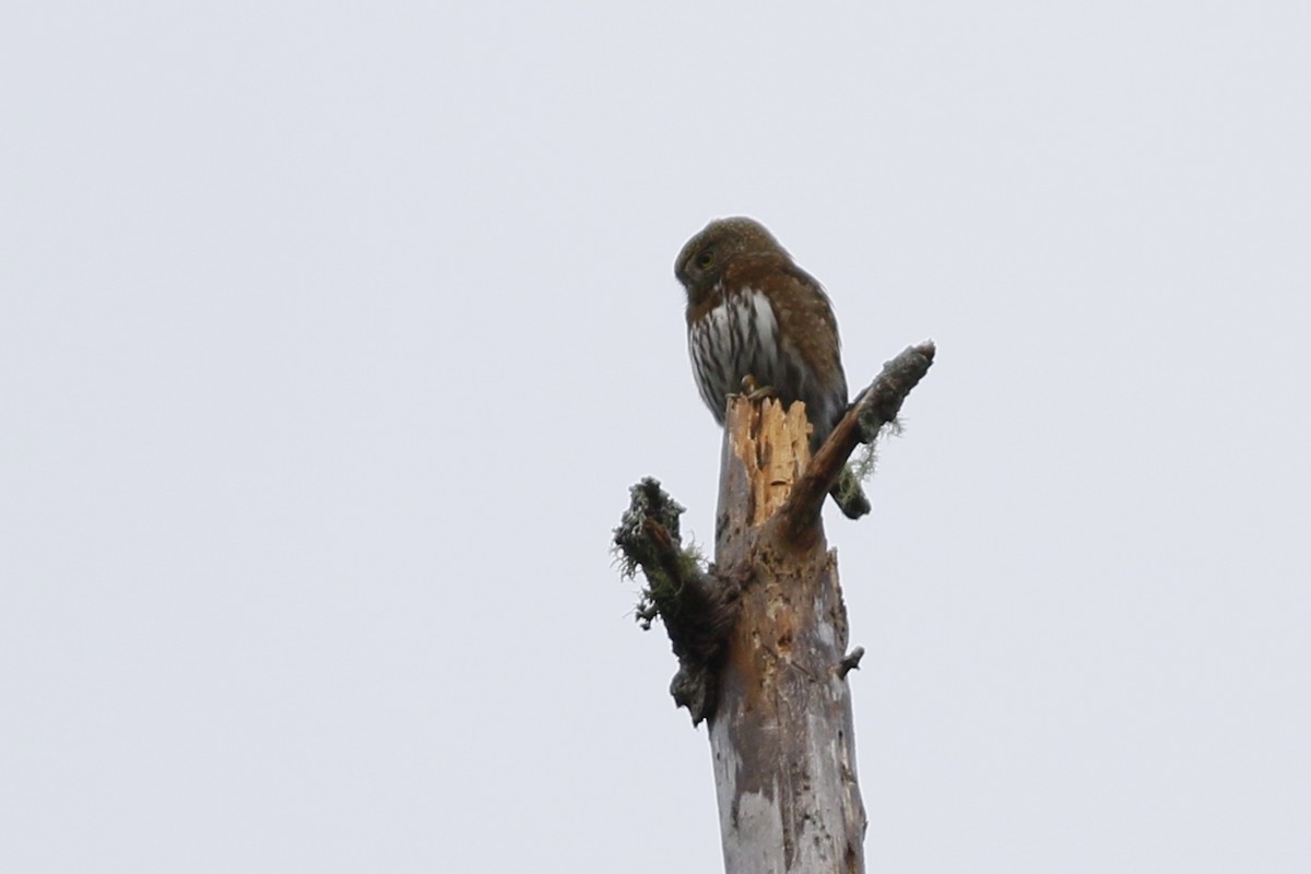 Northern Pygmy-Owl (Pacific) - ML83816751