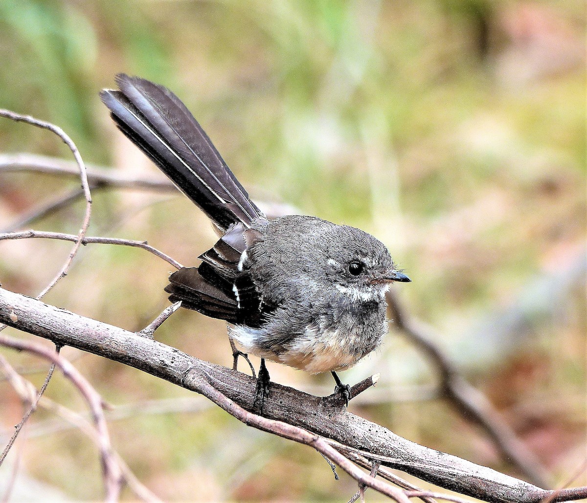 Gray Fantail (albiscapa) - ML83817741
