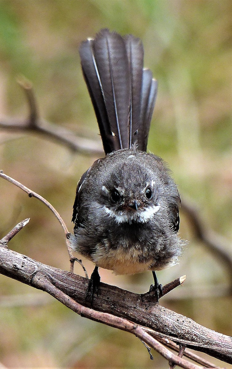 Gray Fantail (albiscapa) - ML83817761