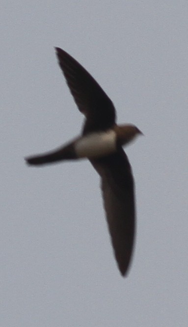 Alpine Swift - Manoj Karingamadathil