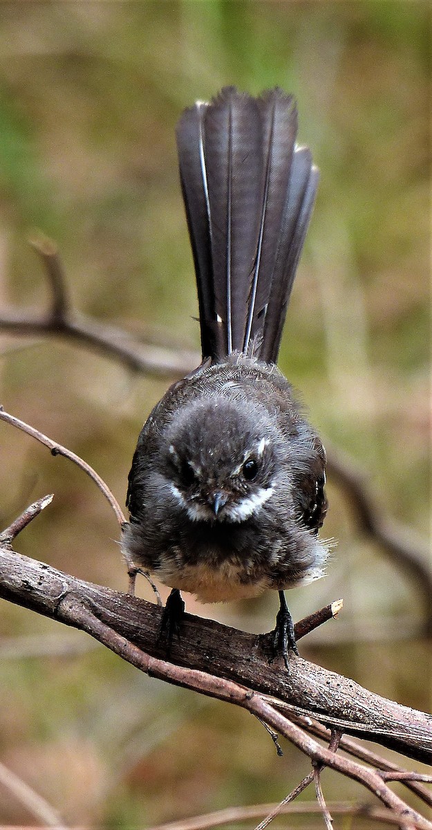 Gray Fantail (albiscapa) - ML83817801