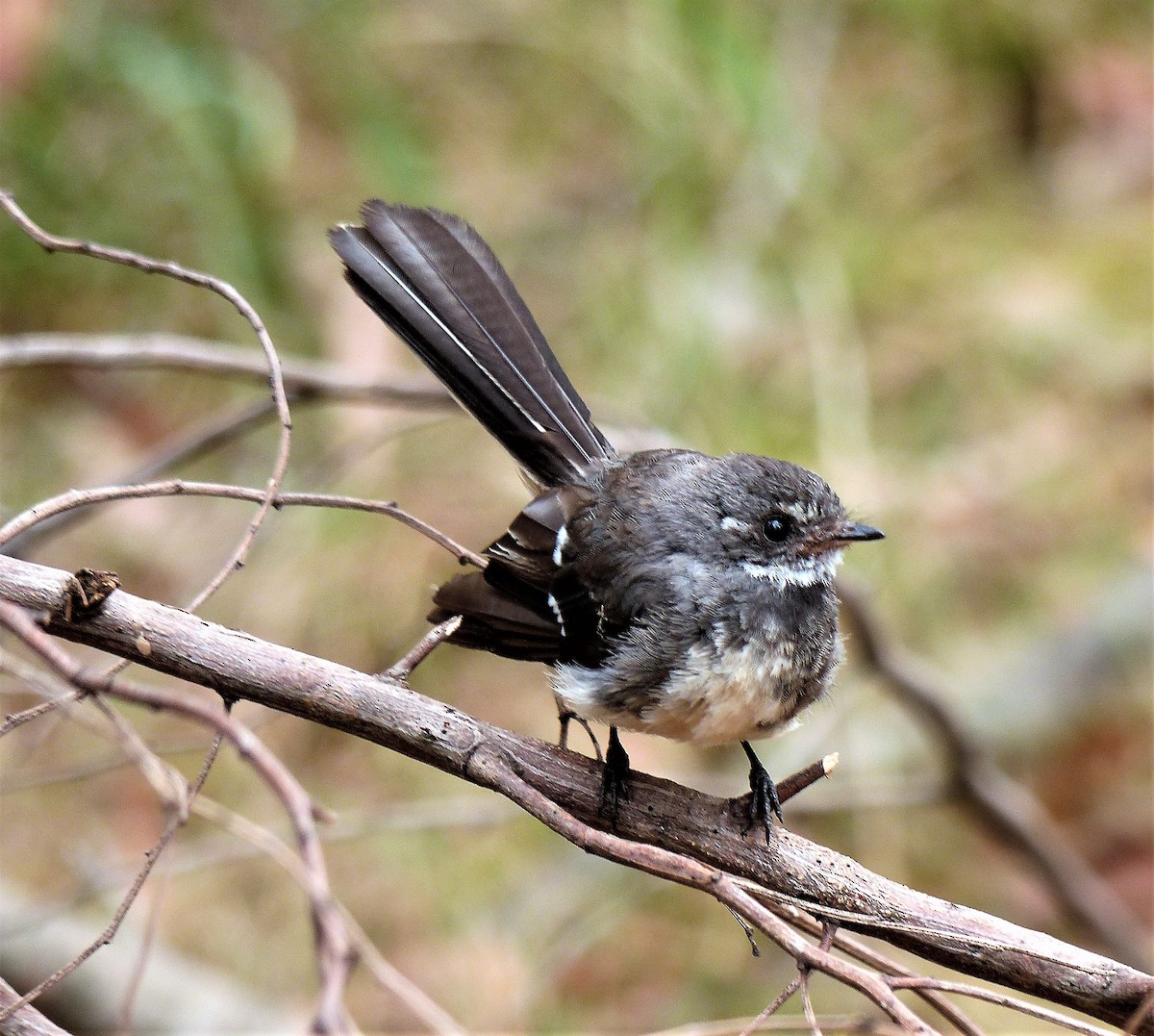 Gray Fantail (albiscapa) - ML83817871